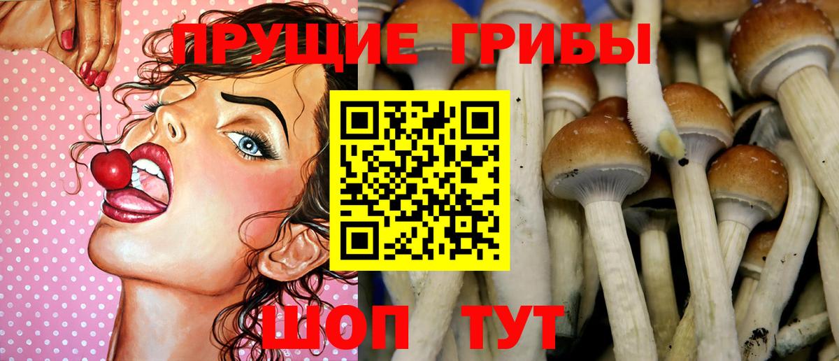 Псилоцибиновые грибы Psilocybe Морозовск